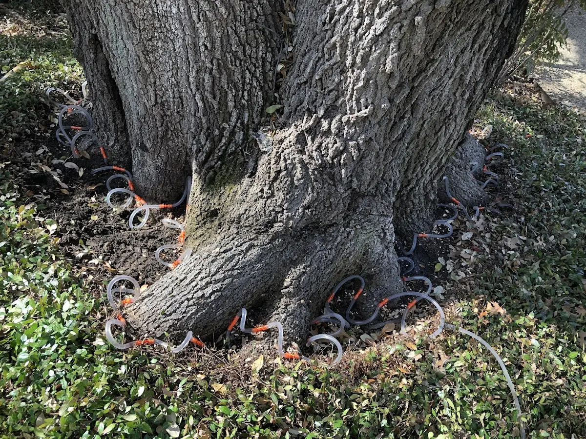 Detailed Tree Cabling and Bracing job site in Valley Center