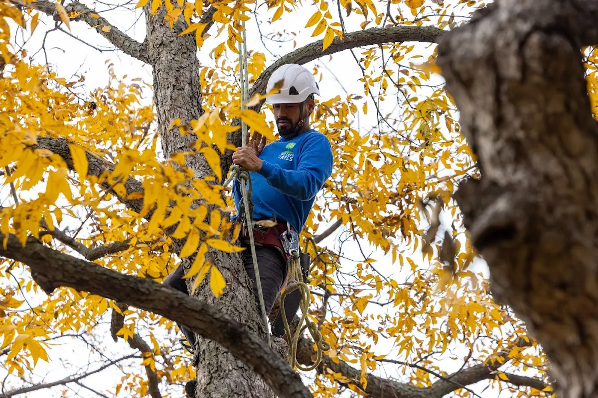 Skilled Tree Planing crew working in Valley Center