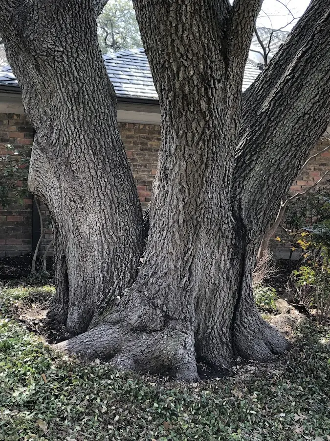 Mature heritage tree close to a Valley Center property cared for by certified arborists
